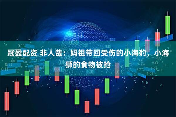 冠盈配资 非人哉：妈祖带回受伤的小海豹，小海狮的食物被抢