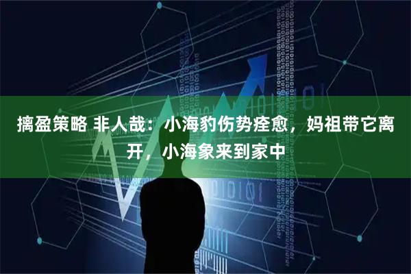 摛盈策略 非人哉：小海豹伤势痊愈，妈祖带它离开，小海象来到家中