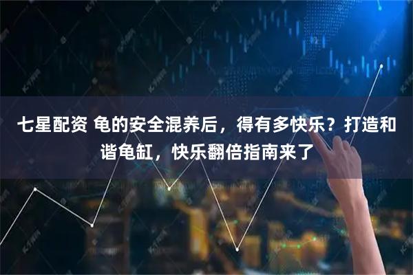 七星配资 龟的安全混养后，得有多快乐？打造和谐龟缸，快乐翻倍指南来了